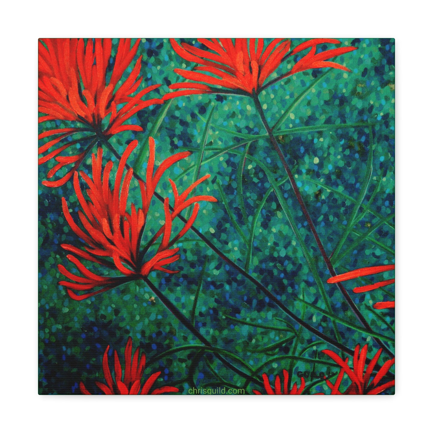 INDIAN PAINTBRUSH CANVAS PRINT